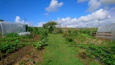 Location jardin potager